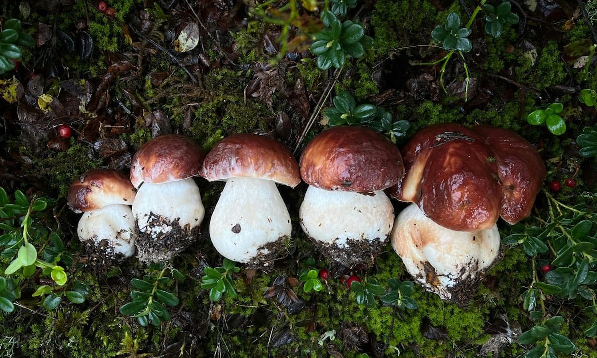 Comment trouver facilement des cèpes ? - Plantes Sauvages